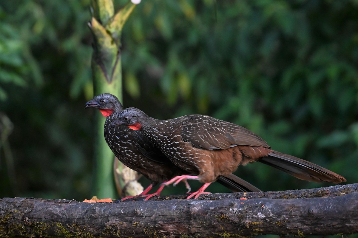 Band-tailed Guan - ML540582531