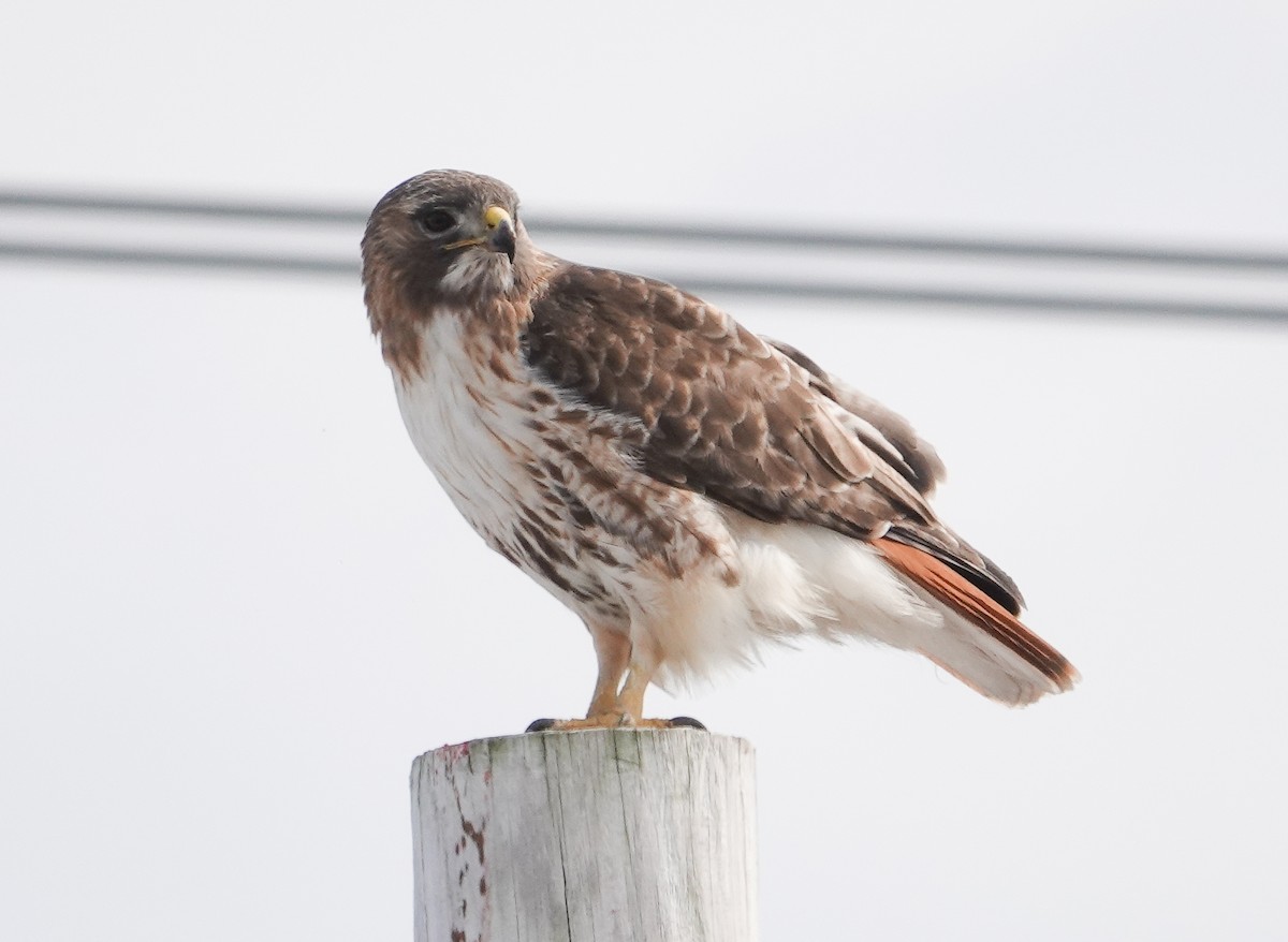 Red-tailed Hawk - Paul  McPartland