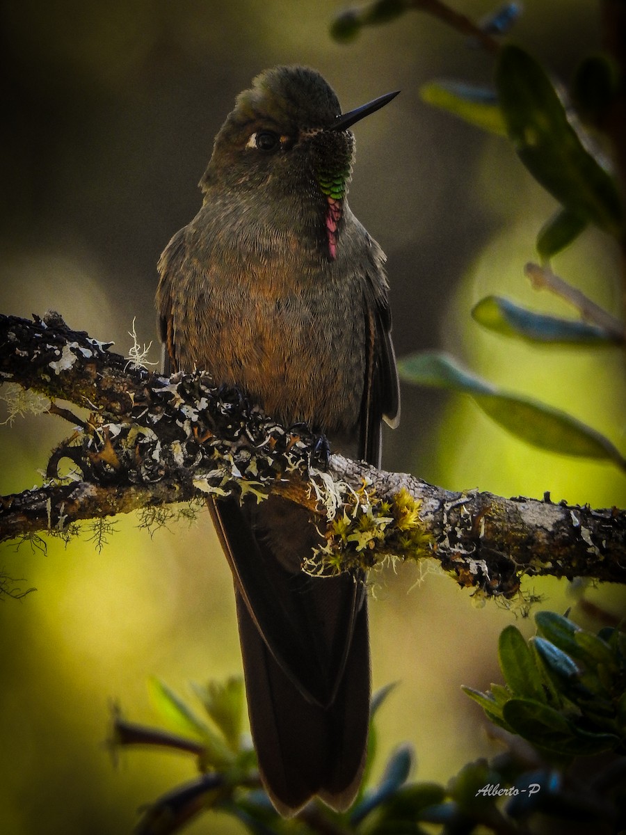 Bronze-tailed Thornbill - Alberto Peña