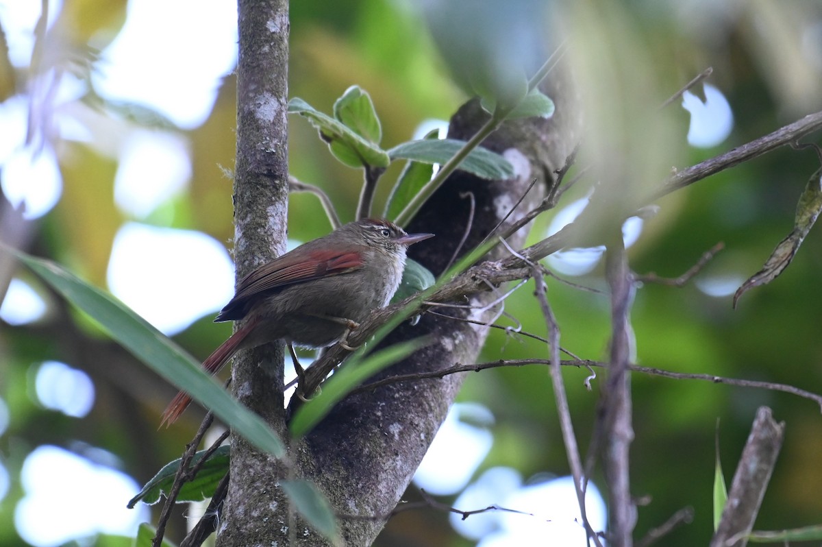 Streak-capped Spinetail - Hannes Leonard