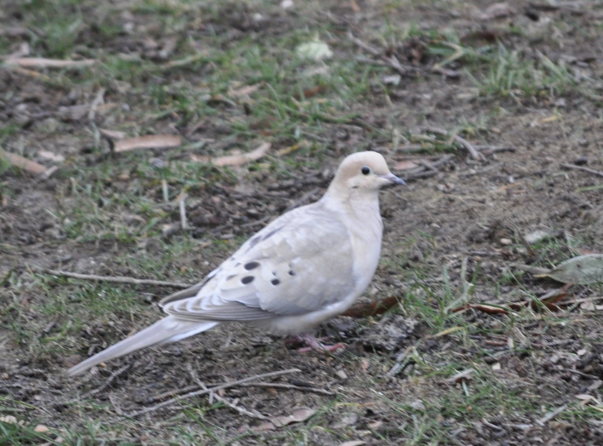 Mourning Dove - ML540585411