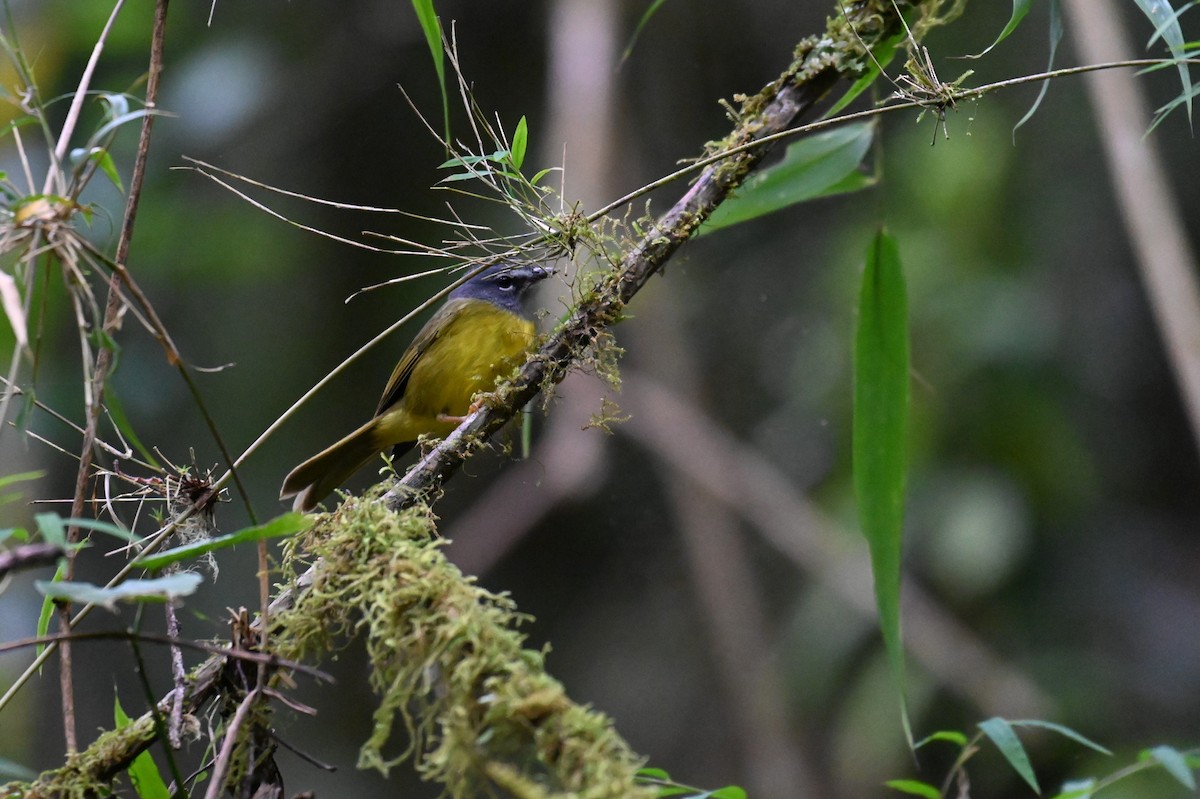 White-lored Warbler - ML540585941