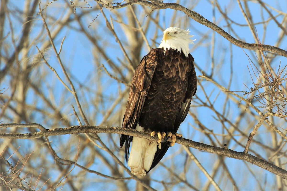 Weißkopf-Seeadler - ML540586201