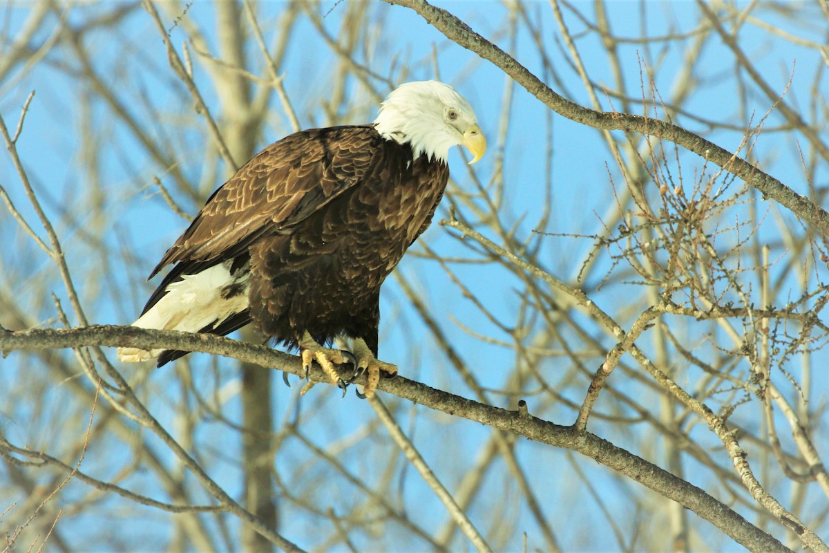 Bald Eagle - ML540586211