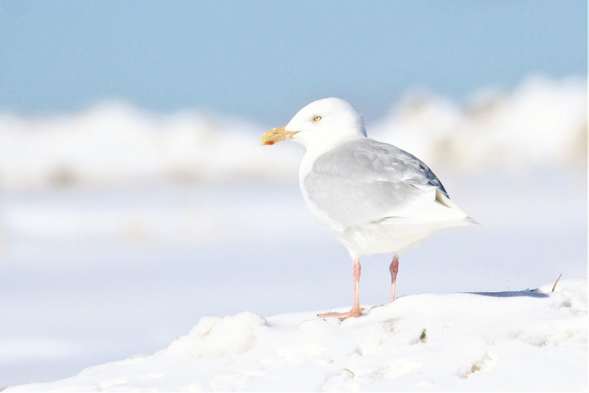 Glaucous Gull - Jon Pleizier