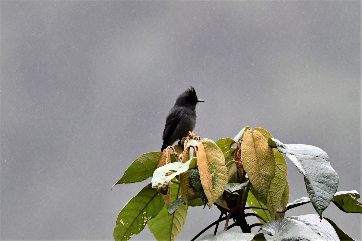 Black Phoebe - Dan Bormann