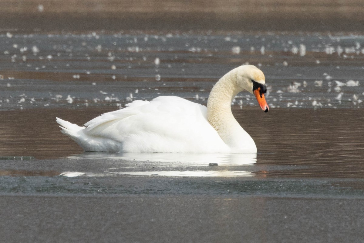 Mute Swan - Robert Raffel