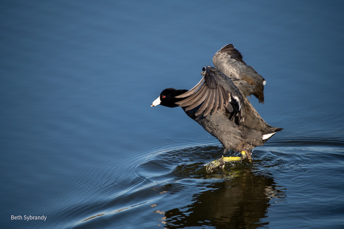 American Coot - James and Beth Sybrandy 🦅