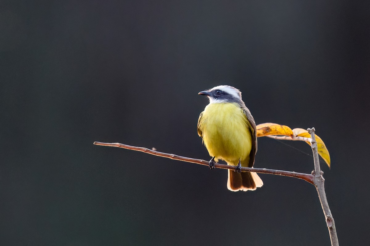 Social Flycatcher - Ethan Denton