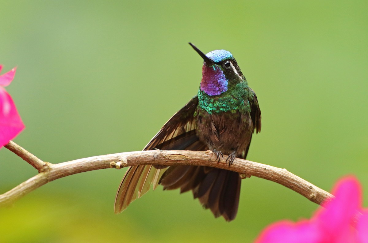 Purple-throated Mountain-gem - Luke Seitz