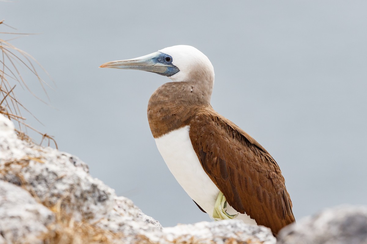 Brown Booby - Ethan Denton