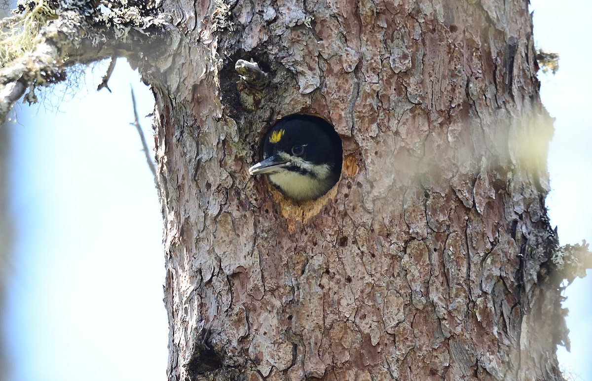 Black-backed Woodpecker - ML540589861