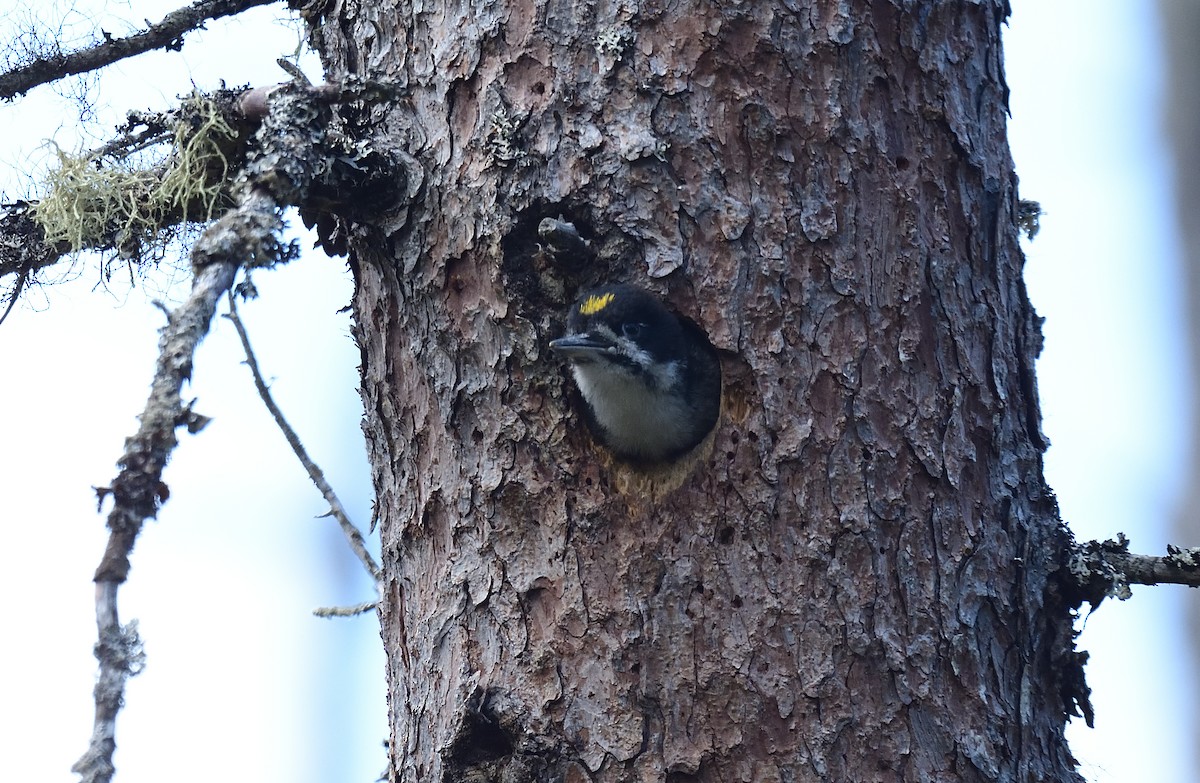 Black-backed Woodpecker - ML540589891