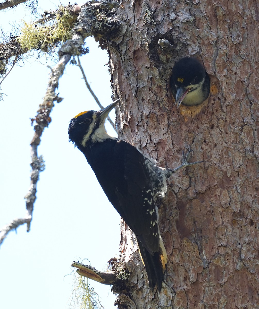 Black-backed Woodpecker - ML540589901