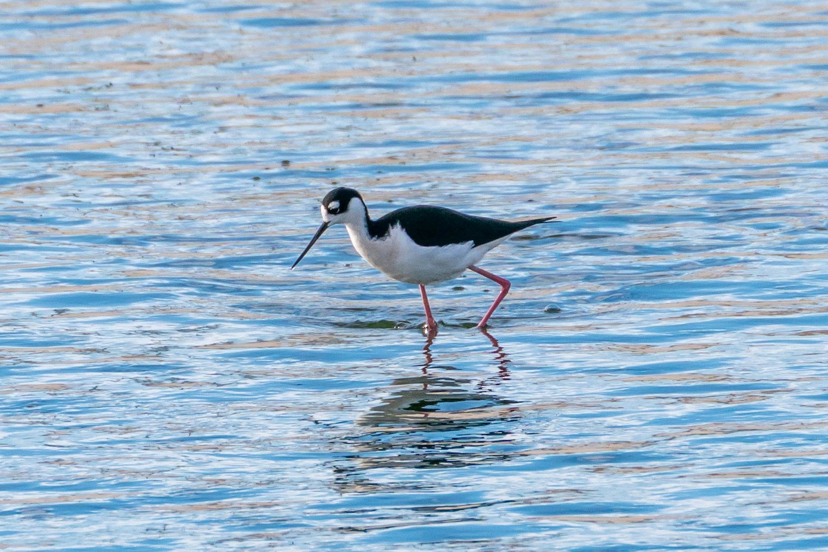 Black-necked Stilt - ML540591191