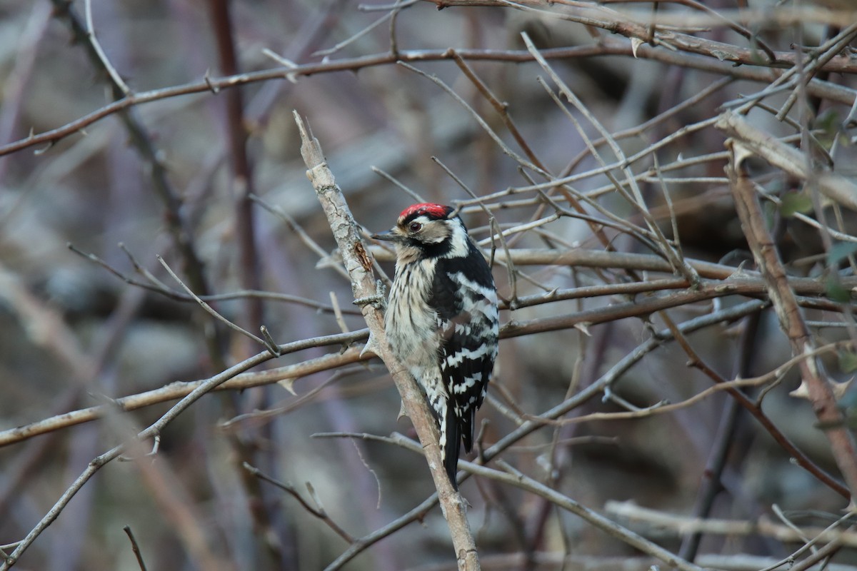 Lesser Spotted Woodpecker - Javi Jiménez