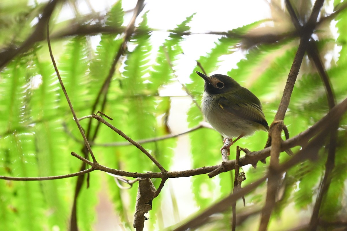 Black-throated Tody-Tyrant - ML540591771