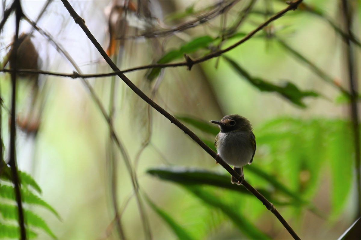 Black-throated Tody-Tyrant - ML540591781