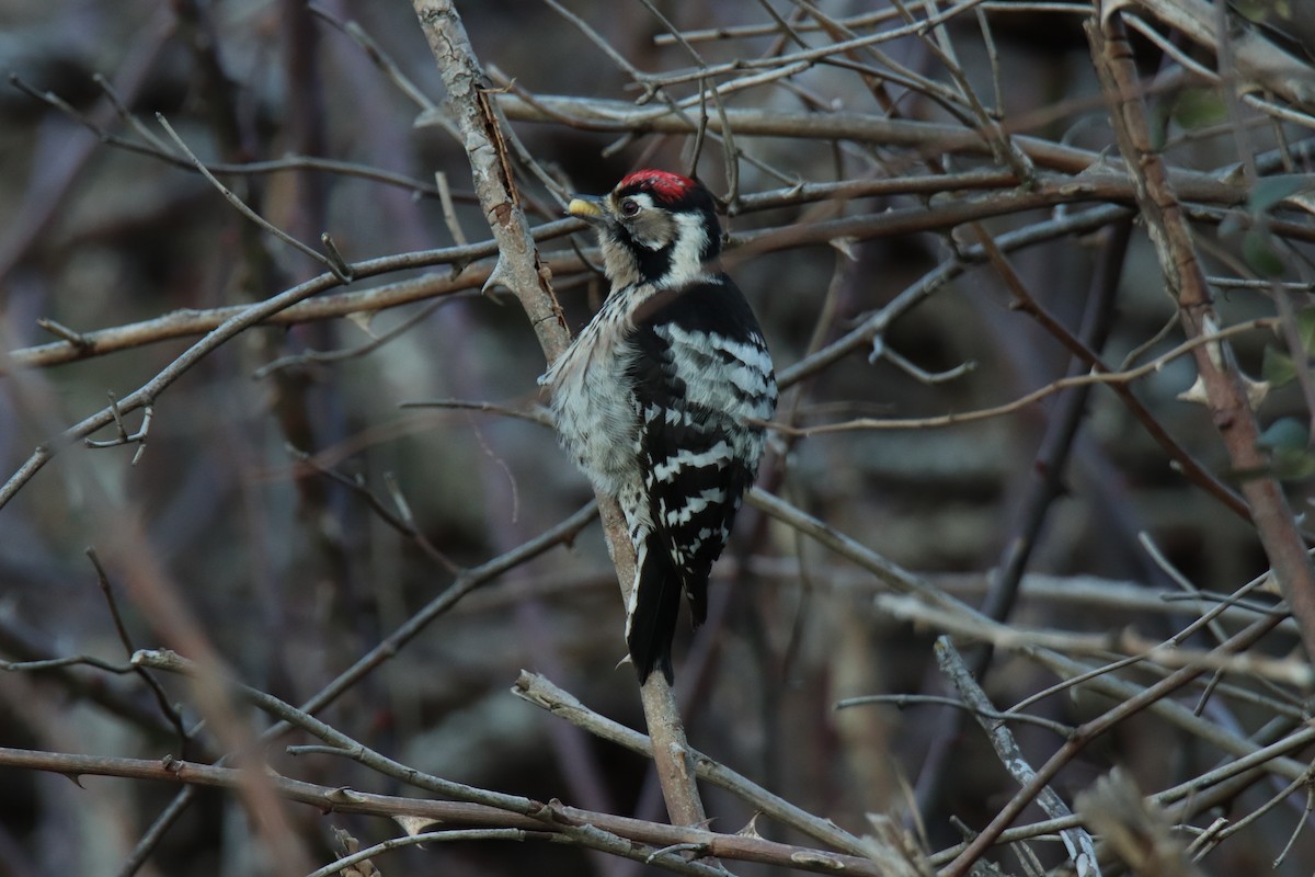 Lesser Spotted Woodpecker - Javi Jiménez