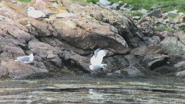 Laughing Gull - ML540592551