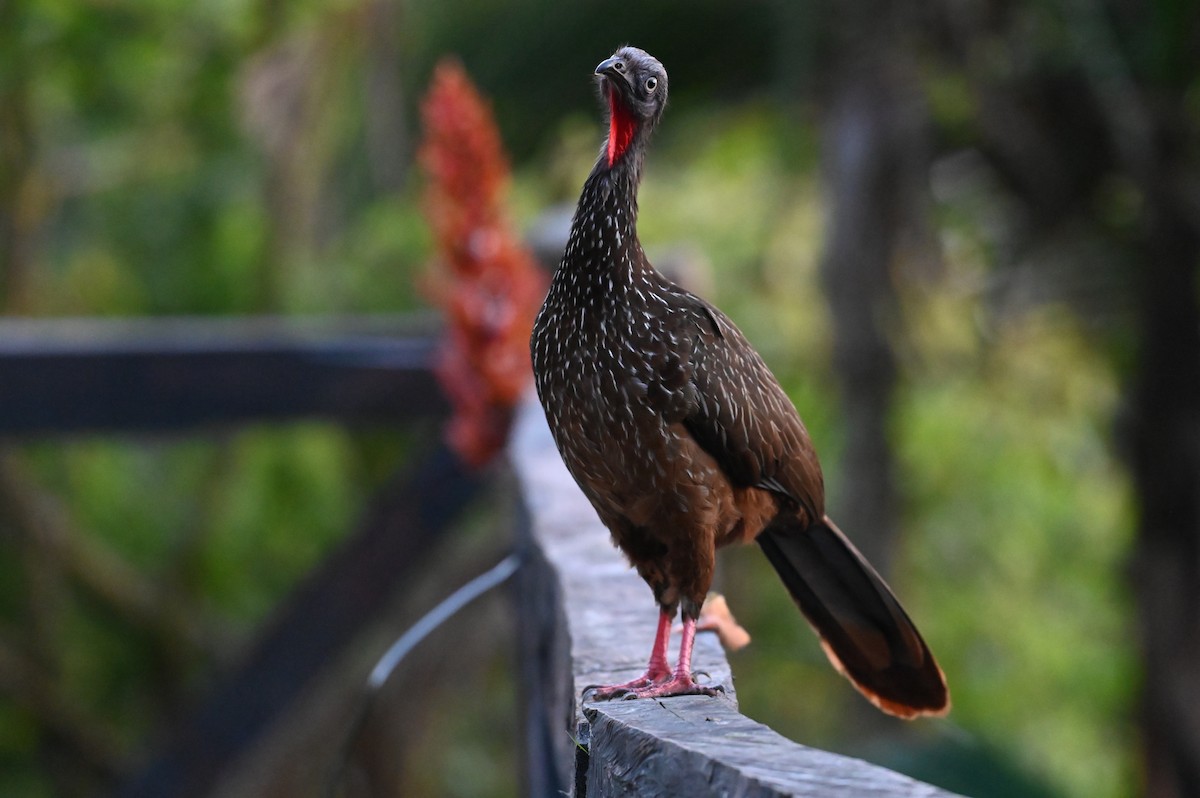 Band-tailed Guan - ML540592711