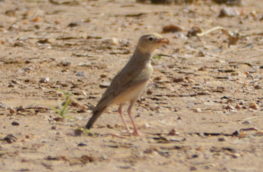 עפרוני סהרה - ML540594661