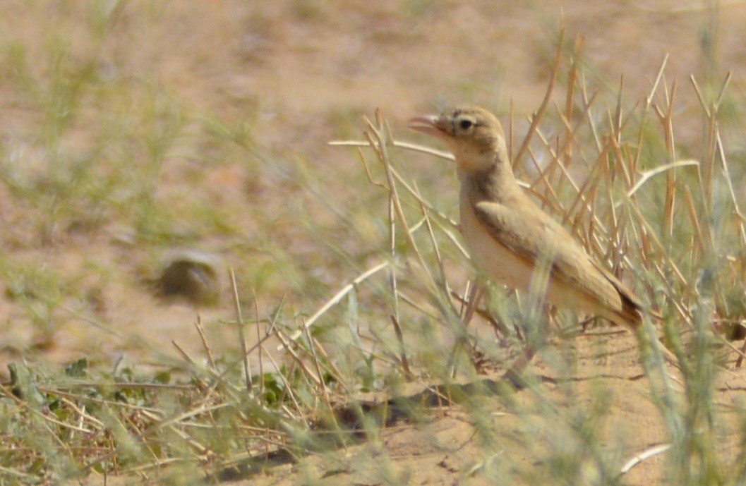 Dunn's Lark - Karim Haddad