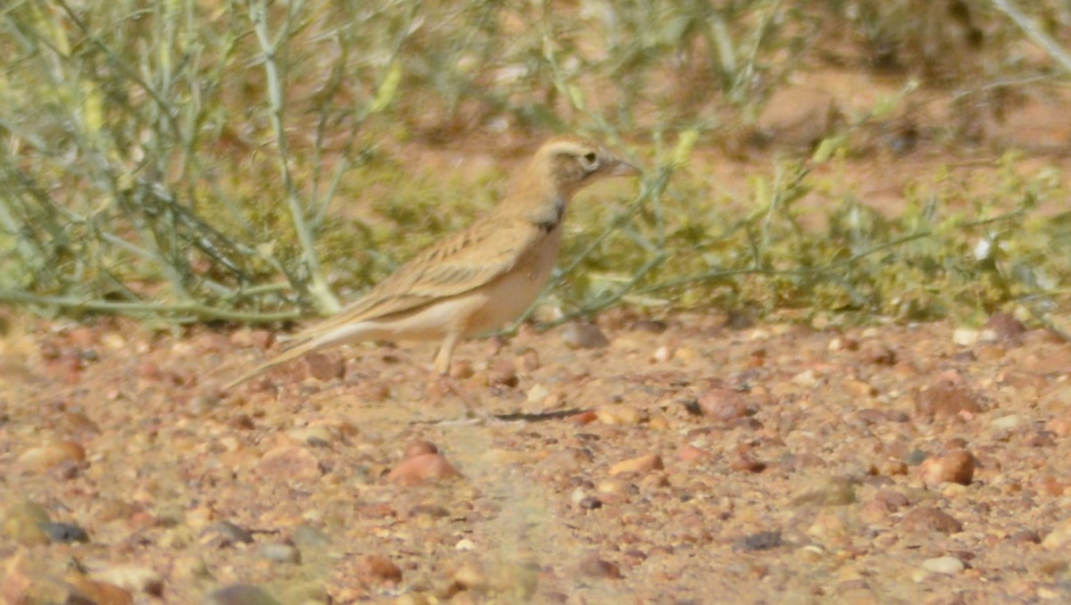 Dunn's Lark - Karim Haddad