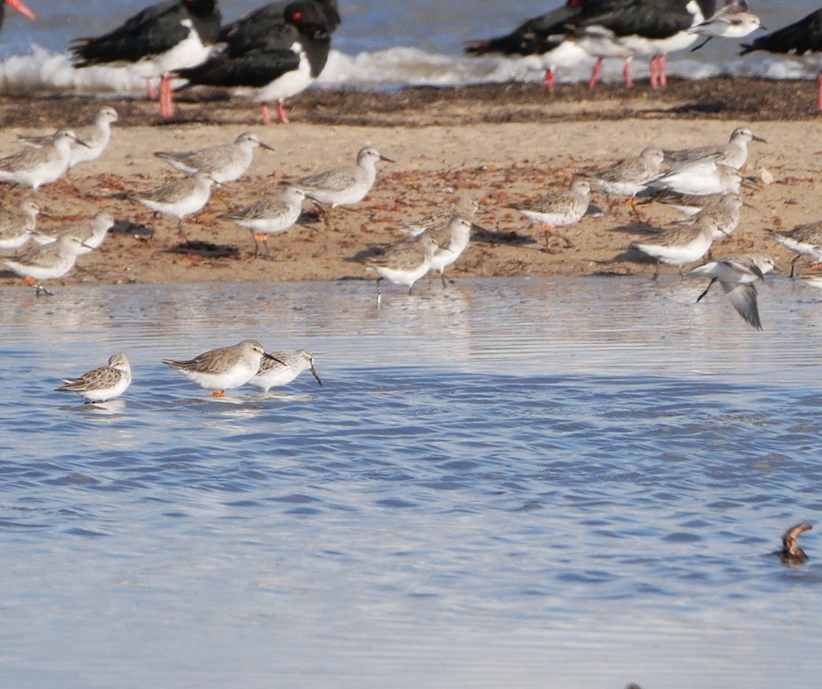 Broad-billed Sandpiper - ML540594761