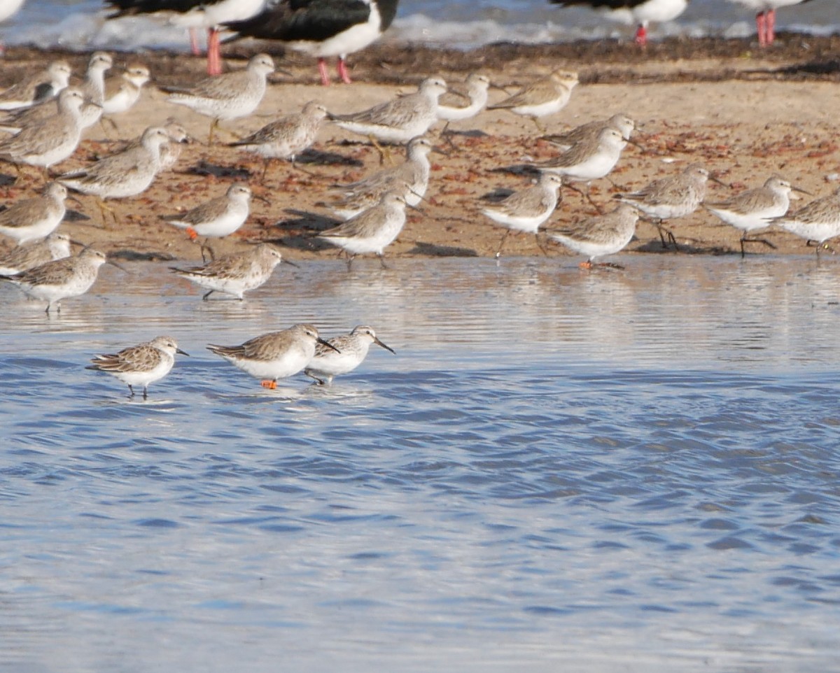 Broad-billed Sandpiper - ML540594771