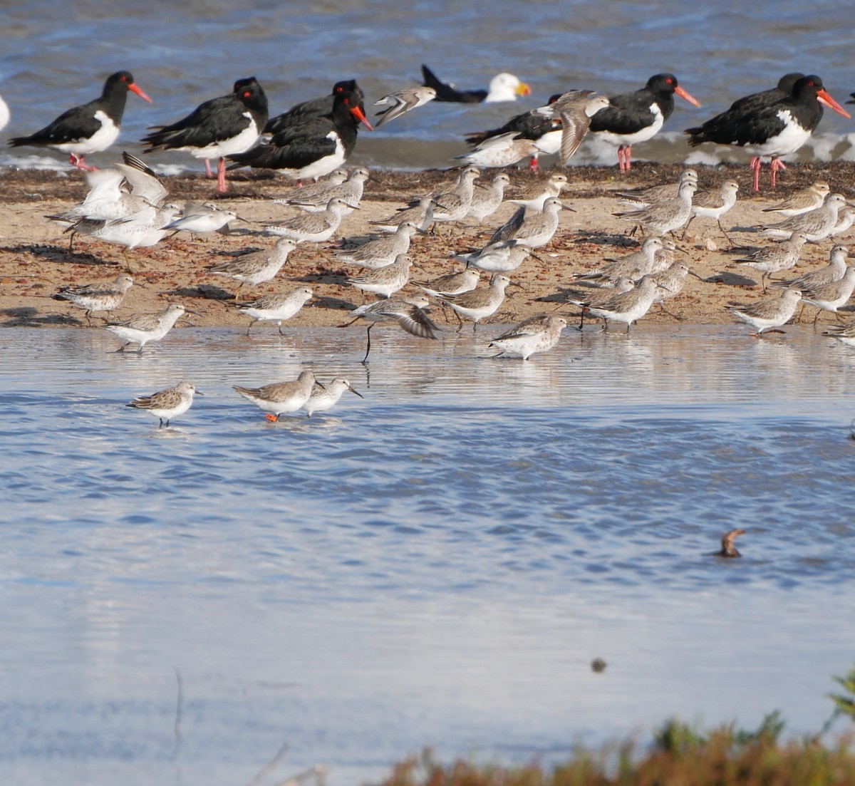 Broad-billed Sandpiper - ML540594781