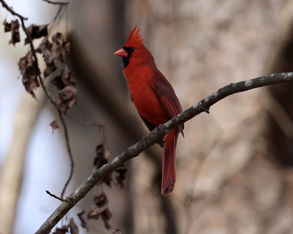 Northern Cardinal - ML540595061