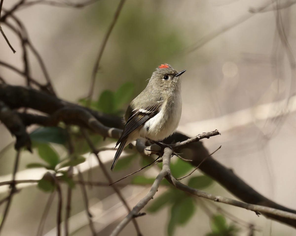 Ruby-crowned Kinglet - ML540595111