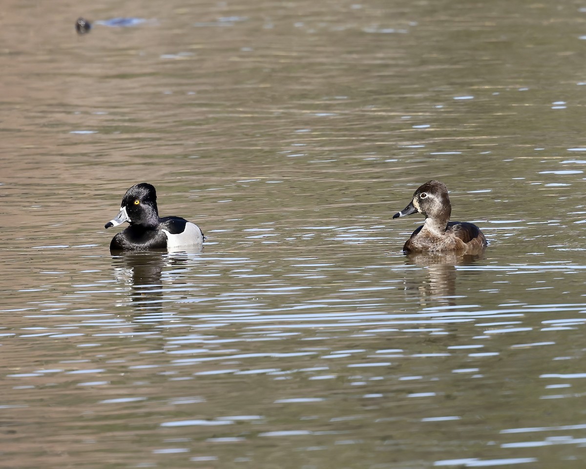 Ring-necked Duck - ML540595501