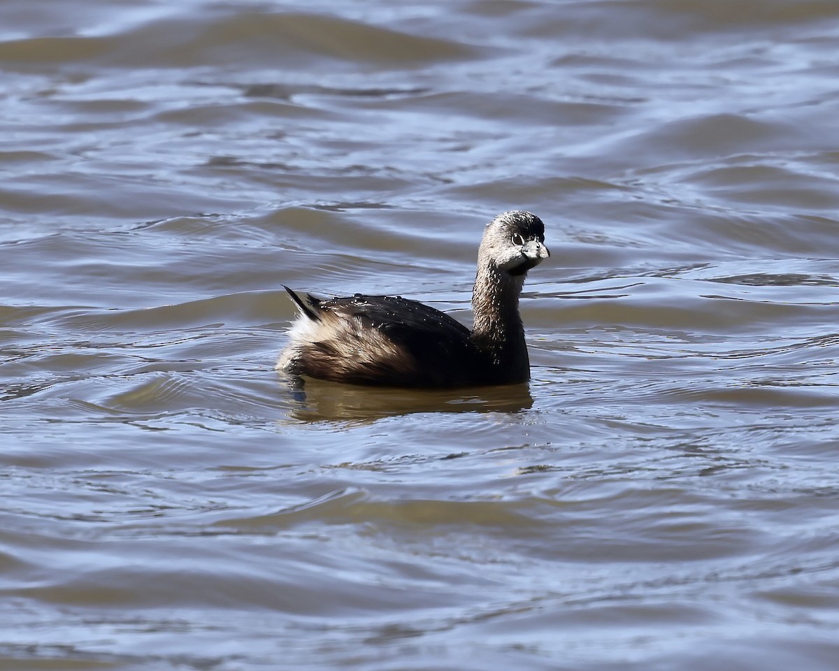Pied-billed Grebe - ML540595601