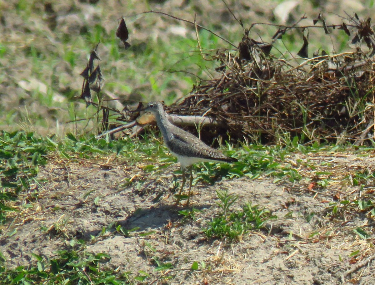 Lesser Yellowlegs - ML540595921