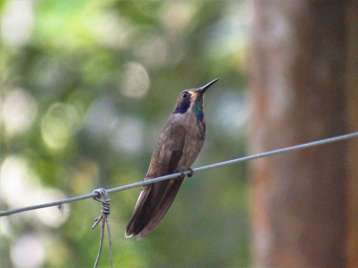 kolibřík fialovouchý - ML540595981