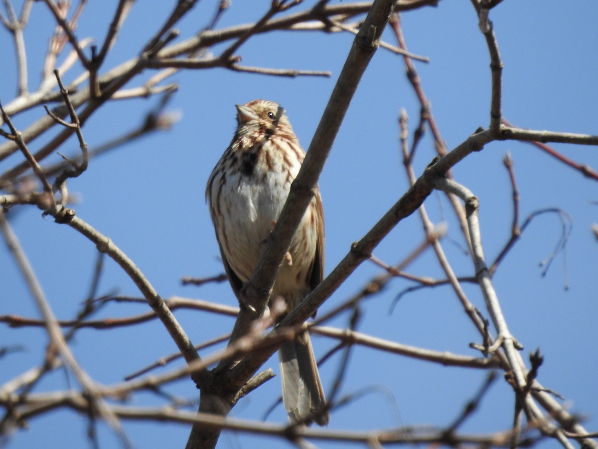 Song Sparrow - ML540596461