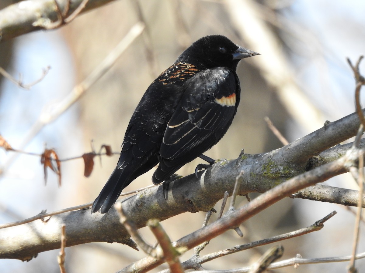 Red-winged Blackbird - ML540596501