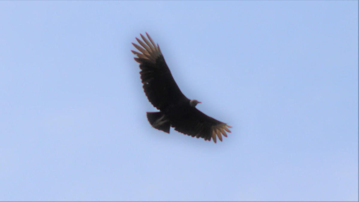 Black Vulture - ML540596521