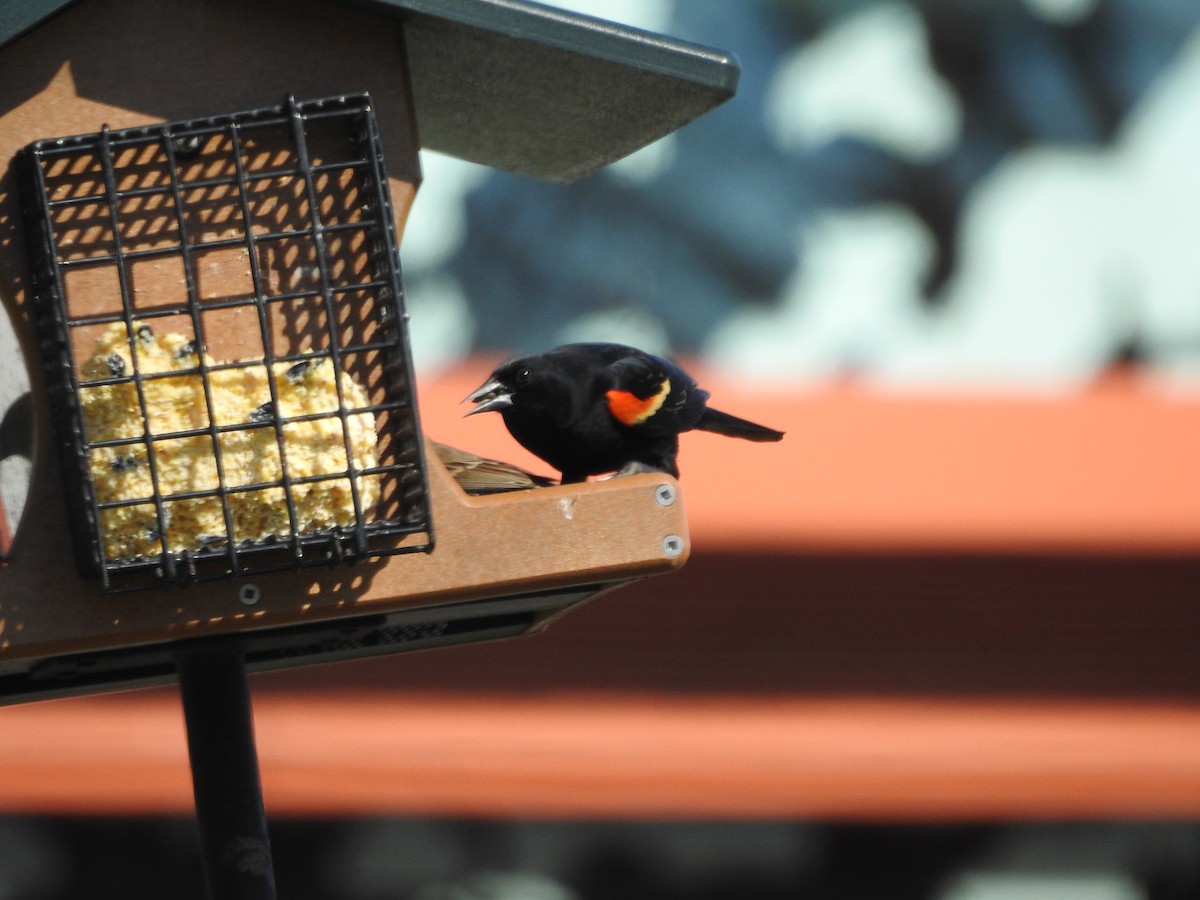 Red-winged Blackbird - ML540596561