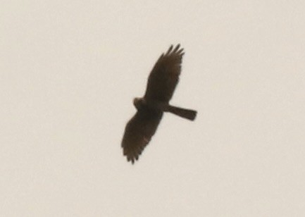 Gray-faced Buzzard - John Bruin