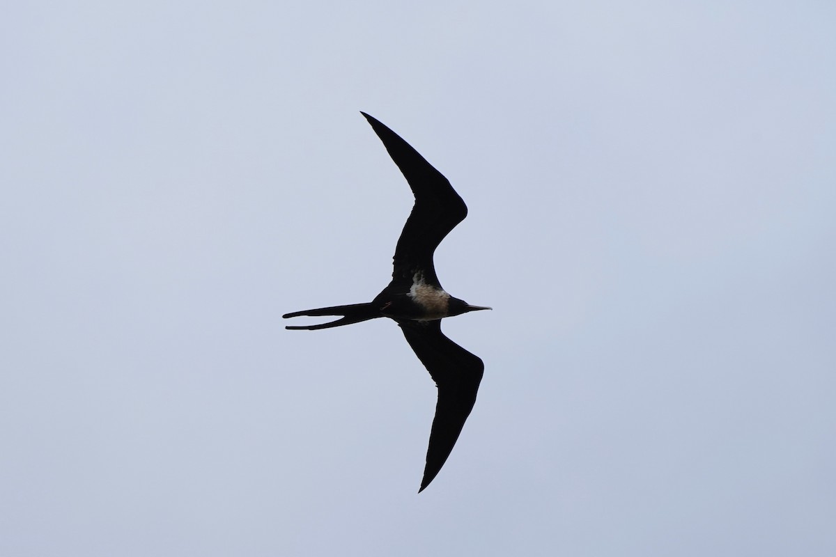 Lesser Frigatebird - ML540596861