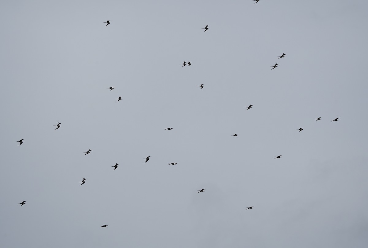 Lesser Frigatebird - ML540596871