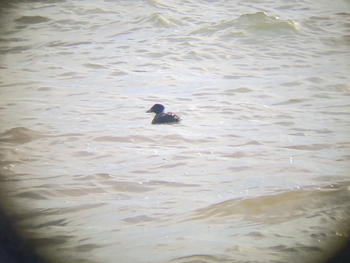 Surf Scoter - ML540597681