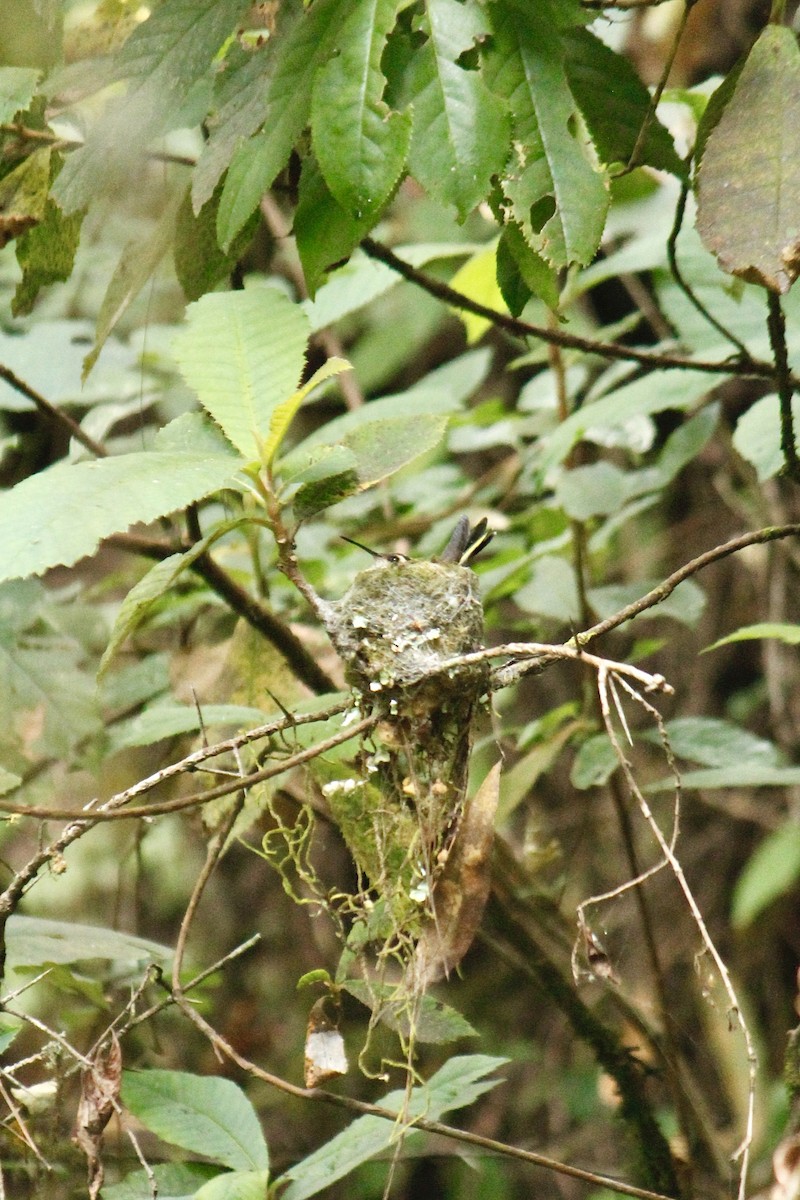 White-eared Hummingbird - ML540600121