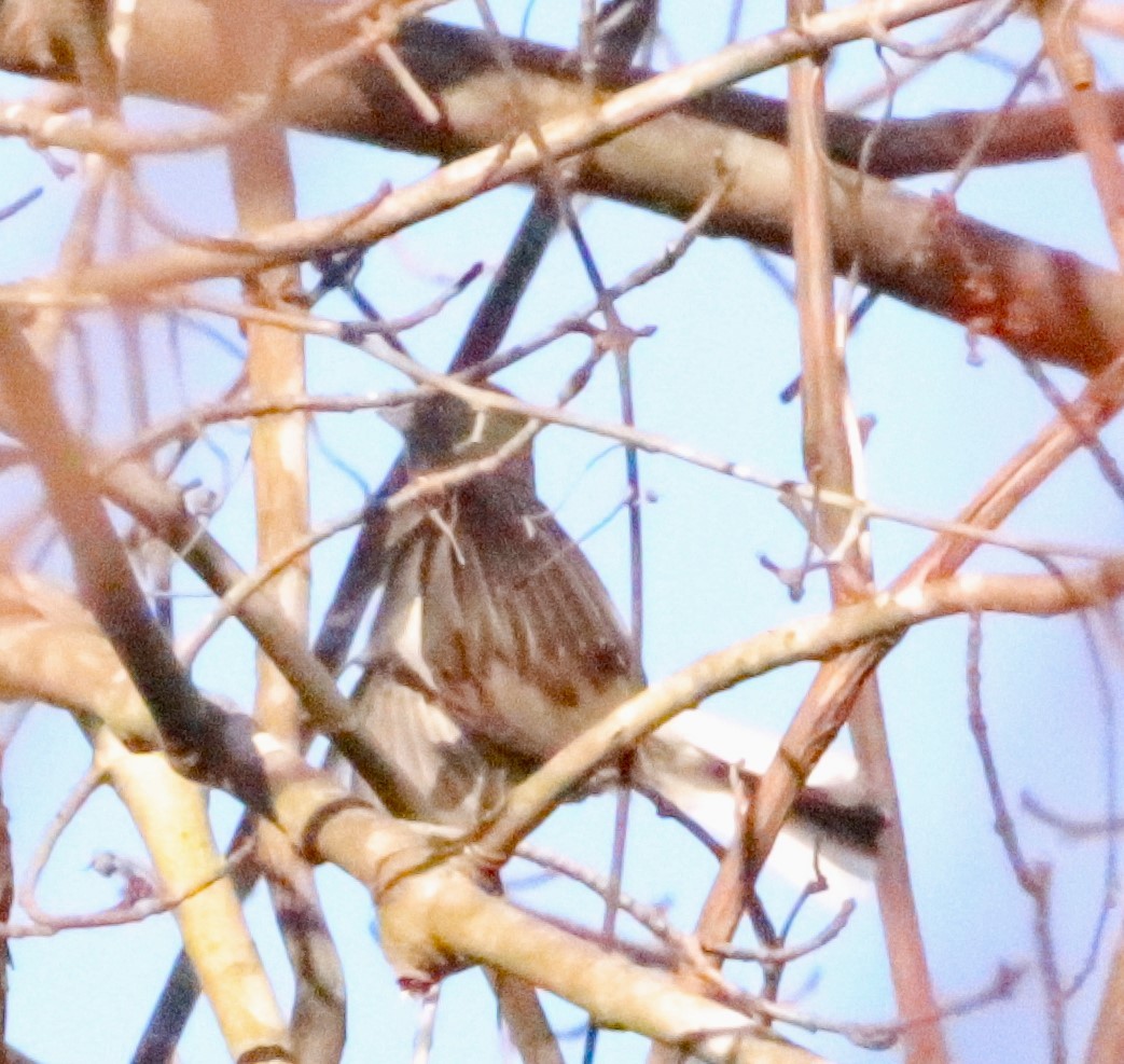 Dark-eyed Junco - ML540604911