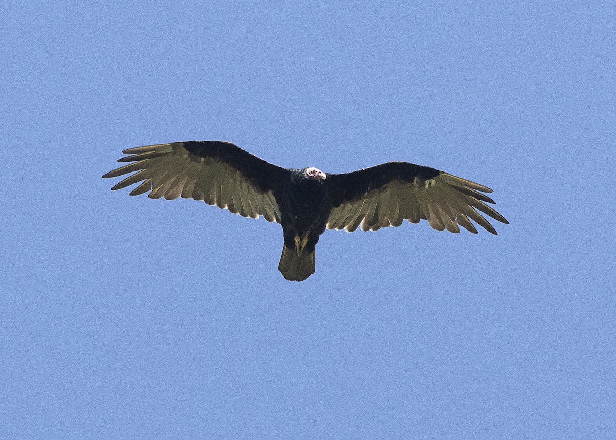 Turkey Vulture - ML540605691