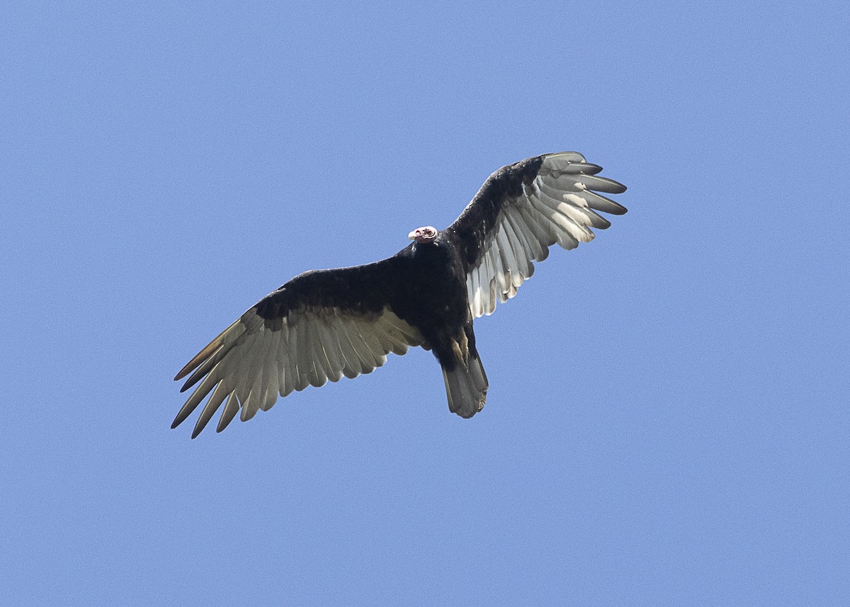 Turkey Vulture - ML540605701