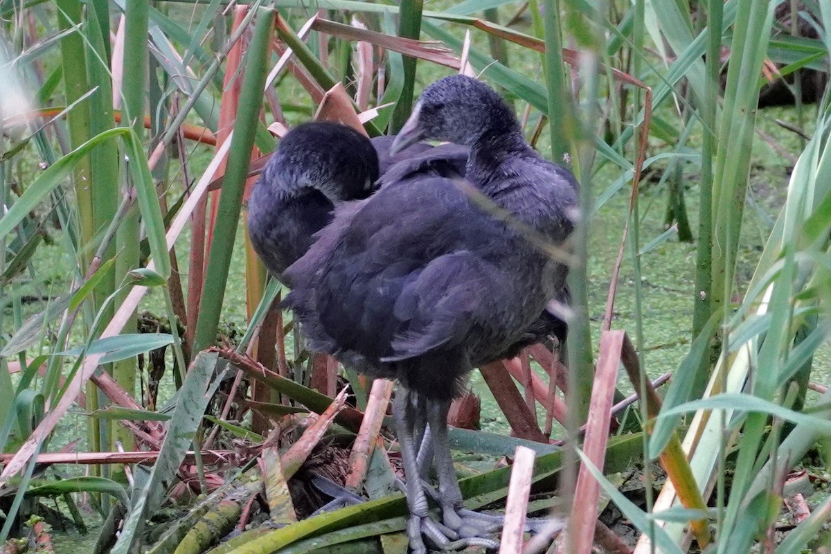 Red-knobbed Coot - ML540606991